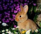 Tavşan çiçekler arasında